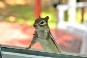 chipmunk aanbiddelijke zowel aardeekhoorn kijkend voorzijde handtastelijk voeten venster entrambe tamia adorabile zampe sveglia guardante anteriori ambas listada delanteras