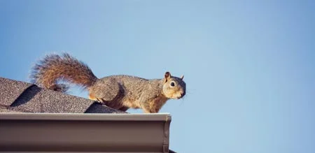Squirrel on Roof - wildlife